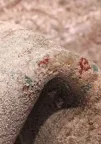 Kilimas Taida gera kaina